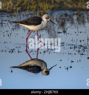 Echasses blanches dans la baie de somme. longues pattes rouges, bec noir Banque D'Images