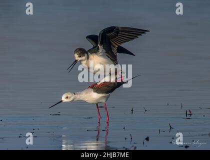 Echasses blanches dans la baie de somme. longues pattes rouges, bec noir Banque D'Images