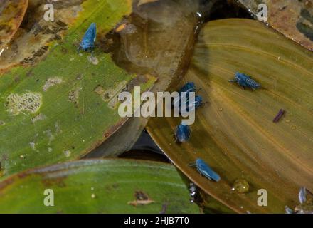 Potamogeton natans, sur les feuilles de Potamogeton natans, à Dorset.Rare au Royaume-Uni. Banque D'Images