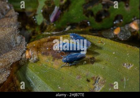 Potamogeton natans, sur les feuilles de Potamogeton natans, à Dorset.Rare au Royaume-Uni. Banque D'Images