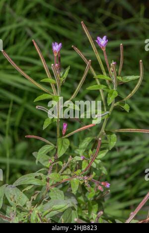 Marais willowherb, Epilobium palustre en fleur dans les prairies humides, Dorset. Banque D'Images