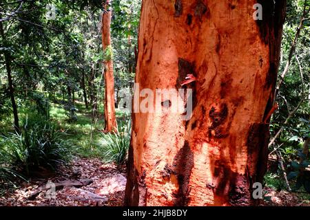 Gros plan d'un tronc de Gum rouge australien orange Banque D'Images