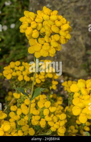 Une fleur de lamelles, Calceolaria biflora, du Chili. Banque D'Images