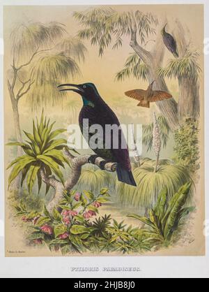 Le petit oiseau de paradis (Lophorina paradisea) est un oiseau de passereau de la famille des Paradisaeidae.Anciennement membre du genre Ptiloris, il a depuis été déplacé au genre Lophorina aux côtés d'autres espèces de riflebird.On le trouve dans les forêts tropicales humides tempérées subtropicales de l'est de l'Australie.L'espèce est sexuellement dimorphique;Le mâle est noir avec des taches bleu-vert irisées, tandis que la femelle est gris-brun et blanc. Lithographie teintée illustrée par Joseph Smit, du livre "les beaux et curieux oiseaux du monde" par Charles Barney Cory, publié par l'auteur pour les abonnés Bos Banque D'Images