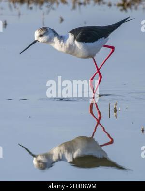 Echasses blanches dans la baie de somme. longues pattes rouges, bec noir Banque D'Images