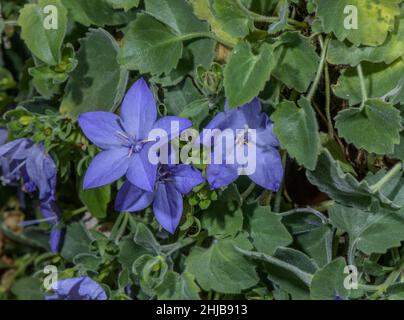 bellflower italien, Campanula isophylla, en fleur; Alpes italiennes. Banque D'Images