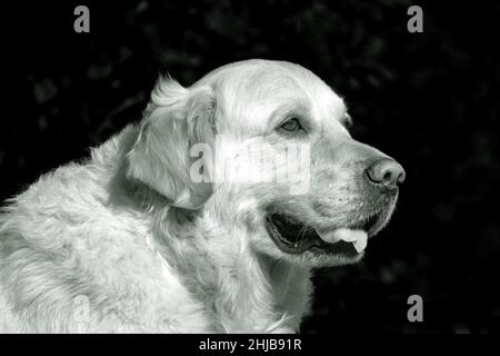 Photographie en noir et blanc d'un visage de chien de race Golden Retriever au premier plan avec un arrière-plan sombre.Le chien est de couleur crème légère Banque D'Images