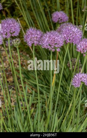Ail de montagne, Allium lusitanicum en fleur. Banque D'Images