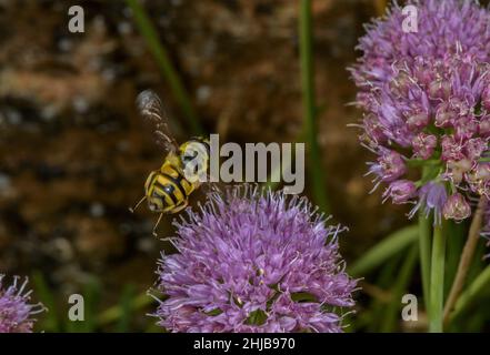 Batman Hoverfly, Myathropa florea, nectaring sur l'ail de montagne, Allium lusitanicum en fleur. Banque D'Images