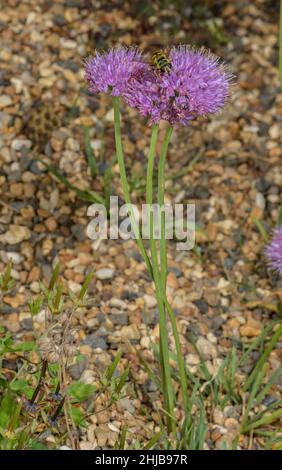 Ail de montagne, Allium lusitanicum en fleur. Banque D'Images