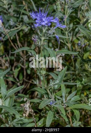 La Bluebeard mongole, Caryopteris mongholica en fleur dans le jardin.De l'Asie de l'est. Banque D'Images