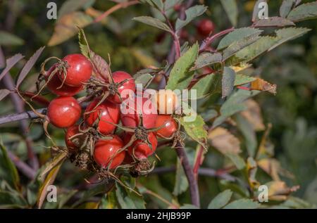 Rose à feuilles bleues, Rosa glauca, fruit - hanches.Pyrénées. Banque D'Images