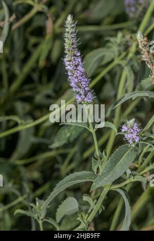 Menthe de cheval, Mentha longifolia, en fleur dans les prairies humides. Banque D'Images