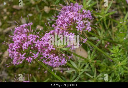 Armoise caucasienne, Phuopsis stylosa, en fleur; du Caucase. Banque D'Images