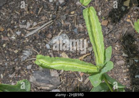 L'asperge, Tetragonolobus purpureus, dans les fruits; utilisée comme légume. Banque D'Images