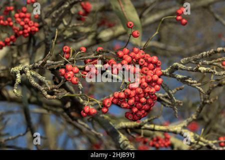 Le Rowan japonais est originaire de l'Asie de l'est et est cultivé à l'ouest principalement comme un arbre ornemental pour les baies rouges brillantes qui durent en hiver Banque D'Images