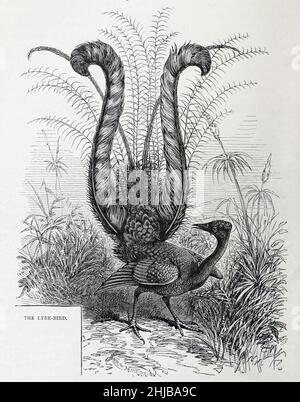 Homme superbe lyrebbird ou Lyre-Bird (Menura novaehollandiae) montrant sa queue fantaisie, de l'histoire naturelle royale édité par Richard Lydekker, Volume III publié en 1893 Banque D'Images