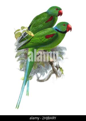 Le perroquet parakeet des Seychelles (Psittacula wardi syn Paleorwarnis di) est une espèce éteinte de perroquet endémique aux Seychelles dans l'océan Indien.Il a été nommé scientifiquement Paleornis wardi par l'ornithologue britannique Edward Newton en 1867 Banque D'Images