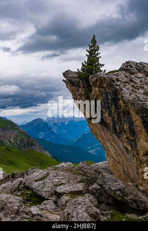 Un petit pin poussant au sommet d'une roche, des collines et des sommets des Dolomites au loin. Banque D'Images