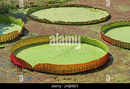Amazing large Water Lily pads de Victoria Amazonica dans un étang couvert de duckweed Banque D'Images