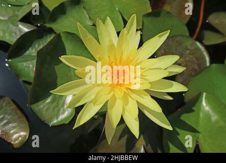 Magnifique jaune Joey Tomocik Hardy Water Lily fleurir parmi ses pads verts Banque D'Images