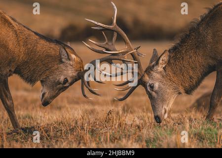 Gros plan de deux cerfs de Red Deer combattant pendant la rut, bloquant des bois. Banque D'Images