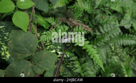 Vue ventrale d'une femelle Argiope aetherea araignée aspirant le jus après l'emballage d'un insecte inconnu Banque D'Images