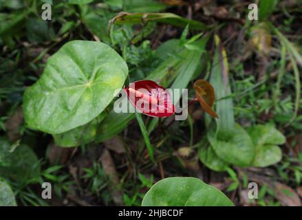 Une inflorescence d'une fleur d'Anthurium rouge foncé dans le jardin Banque D'Images