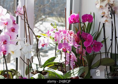 De belles grandes orchidées blanches et roses ont fleuri sur le rebord de la fenêtre dans la chambre Banque D'Images