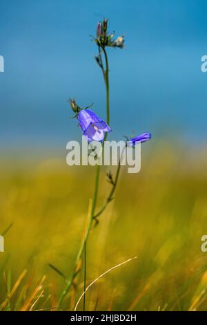 Cloches d'Écosse, Campanula rotundifolia, harbell, régions tempérées, hémisphère nord, sol sablonneux, régions tempérées, côte, floraison estivale. Banque D'Images