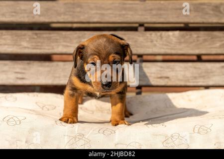 Un chiot Jack Russell brun d'un mois se tient sur un banc de jardin en bois.Au soleil pour la première fois.Thèmes animaux, oreiller, Focus sélectif, Blu Banque D'Images