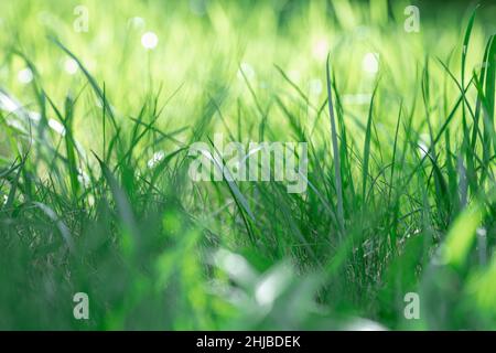 Résumé flou nature fond plein d'herbe verte sauvage de différentes hauteurs poussant dans différentes directions avec peu de lames clairement visibles de Banque D'Images