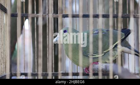 Pigeon vert à col rose ou vernans de Treron dans une cage. Banque D'Images