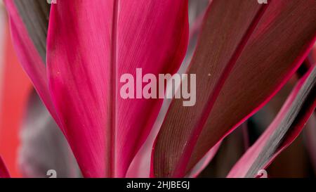 Fermez les feuilles rouges de Cordyline fruticosa.Plantes tropicales pour le fond de la nature. Banque D'Images