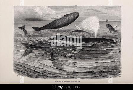 Baleines à bosse (Megaptera novaeangliae) déportant de l'histoire naturelle royale, édité par Richard Lydekker, Volume III publié en 1893 Banque D'Images