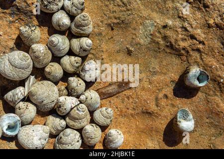 Escargots marins méditerranéens, Phorcus lineatus, sur la côte rocheuse de l'île de Majorque, par une journée ensoleillée Banque D'Images