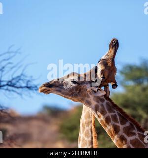 Deux girafes faisant un défilé dans le parc transfrontier de Kgalagadi, en Afrique du Sud ; famille de espèces Giraffa camelocardalis de Giraffidae Banque D'Images