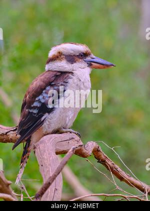 Le Kookaburra Lone Banque D'Images