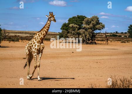 Girafe marchant dans des terres désertiques dans le parc transfrontier de Kgalagadi, Afrique du Sud ; famille de Giraffa camolocardalis de Giraffidae Banque D'Images
