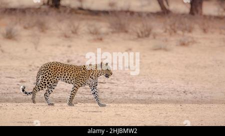 Léopard femelle marchant sur terre sèche dans le parc transfrontier de Kgalagadi, Afrique du Sud; espèce Panthera pardus famille de Felidae Banque D'Images