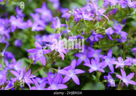 Bonn Allemagne juin 2021 gros plan des cloches à fleurs violettes en plein soleil sur fond vert Banque D'Images