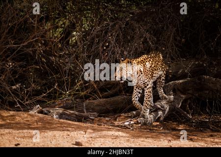 Léopard femelle se déplaçant dans une brousse dans le parc transfrontier de Kgalagadi, Afrique du Sud; espèce Panthera pardus famille de Felidae Banque D'Images