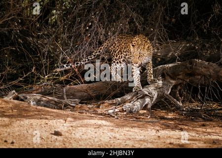 Léopard femelle se déplaçant dans une brousse dans le parc transfrontier de Kgalagadi, Afrique du Sud; espèce Panthera pardus famille de Felidae Banque D'Images