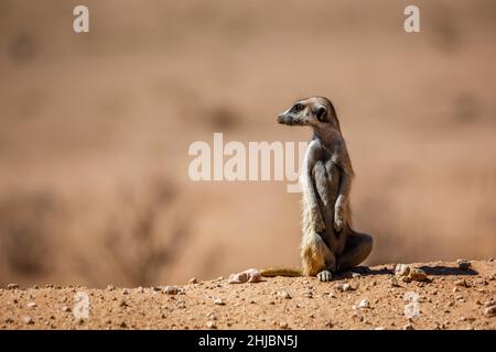 Meerkat en alerte isolé en arrière-plan naturel dans le parc transfrontier de Kgalagadi, Afrique du Sud; espèce Suricata suricata famille d'Herpestidae Banque D'Images