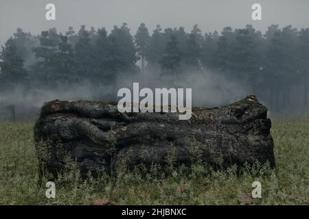 3d rendu de la pose d'un vieux pommier en face de la forêt brumeuse Banque D'Images