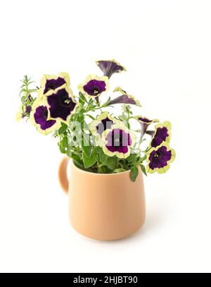 Bouquet de pétunia isolé sur fond blanc.Gros plan.Recadrage vertical. Banque D'Images