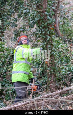 28 janvier 2022, Saxe-Anhalt, Bad Dürrenberg: Un ouvrier forestier travaille à défricher la pente Saale pour le prochain salon du jardin d'État (Laga).Après l'élimination de la croissance sauvage, de nouvelles plantations sont prévues pour contenir l'érosion future.Le Laga aura lieu d'avril à octobre 2023 sur une superficie d'environ 15 hectares.Le centre du site est le parc thermal.La maison de remise des diplômes y est également située.Photo: Jan Woitas/dpa-Zentralbild/ZB Banque D'Images