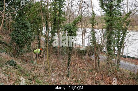 28 janvier 2022, Saxe-Anhalt, Bad Dürrenberg: Un ouvrier forestier travaille à défricher la pente Saale pour le prochain salon du jardin d'État (Laga).Après l'élimination de la croissance sauvage, de nouvelles plantations sont prévues pour contenir l'érosion future.Le Laga aura lieu d'avril à octobre 2023 sur une superficie d'environ 15 hectares.Le centre du site est le parc thermal.La maison de remise des diplômes y est également située.Photo: Jan Woitas/dpa-Zentralbild/ZB Banque D'Images