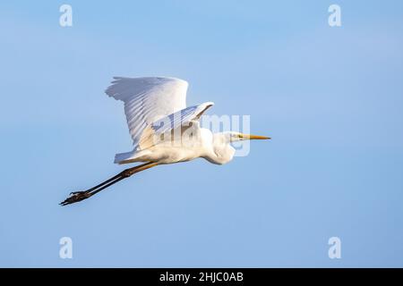 Grande Aigrette (Egretta alba) en vol Banque D'Images