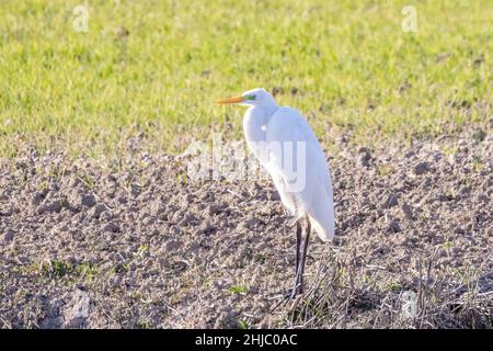 Grand Egret (Egretta alba) perché sur le sol Banque D'Images